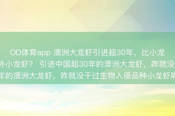 OD体育app 澳洲大龙虾引进超30年，比小龙虾出肉超6倍，为何关不外小龙虾？ 引进中国超30年的澳洲大龙虾，咋就没干过生物入侵品种小龙虾呢？